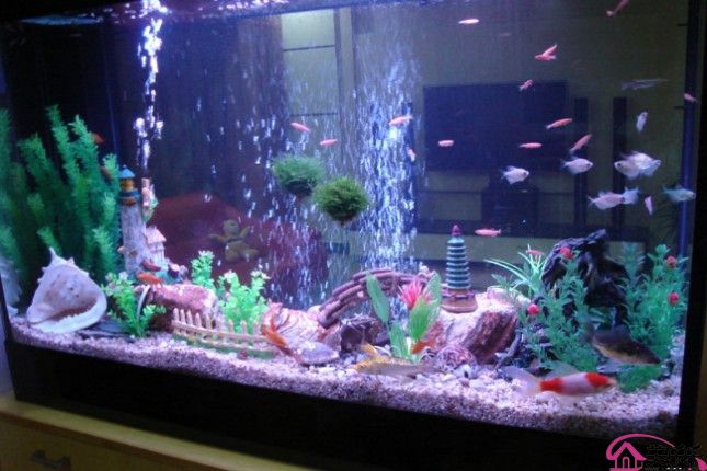 养鱼别犯了风水大忌