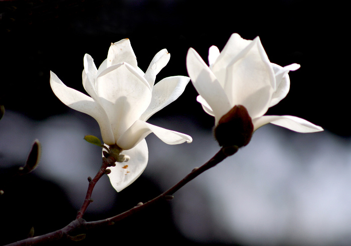 玉兰花图片