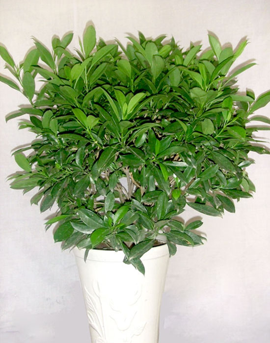 非洲茉莉