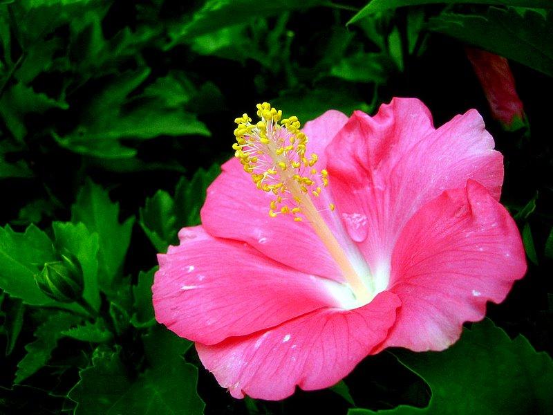 扶桑花怎么养