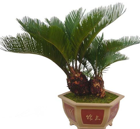 住宅植物风水