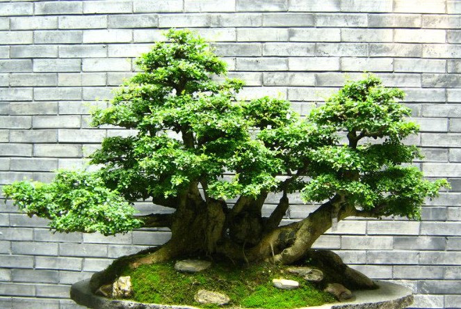 植物风水学
